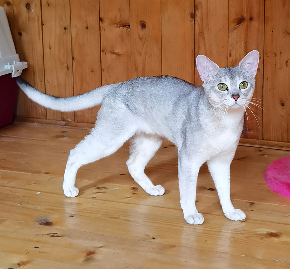 CH. Winter Adamas*RU