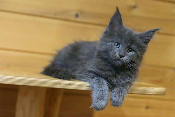 XENIUM BENEDICTUS CATTUS