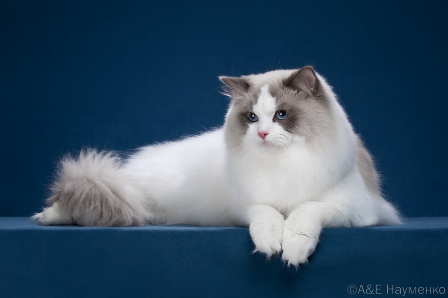 WCH. Z'Fairy CareForPets*RU