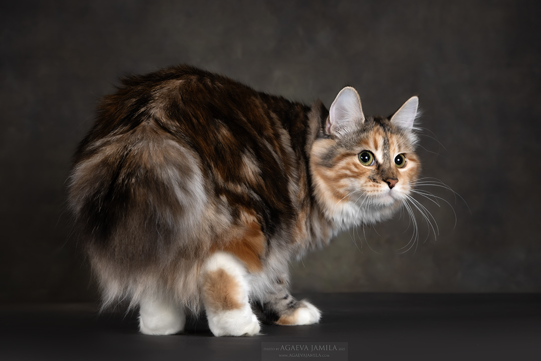 GICH. Virginia Od Silbermond