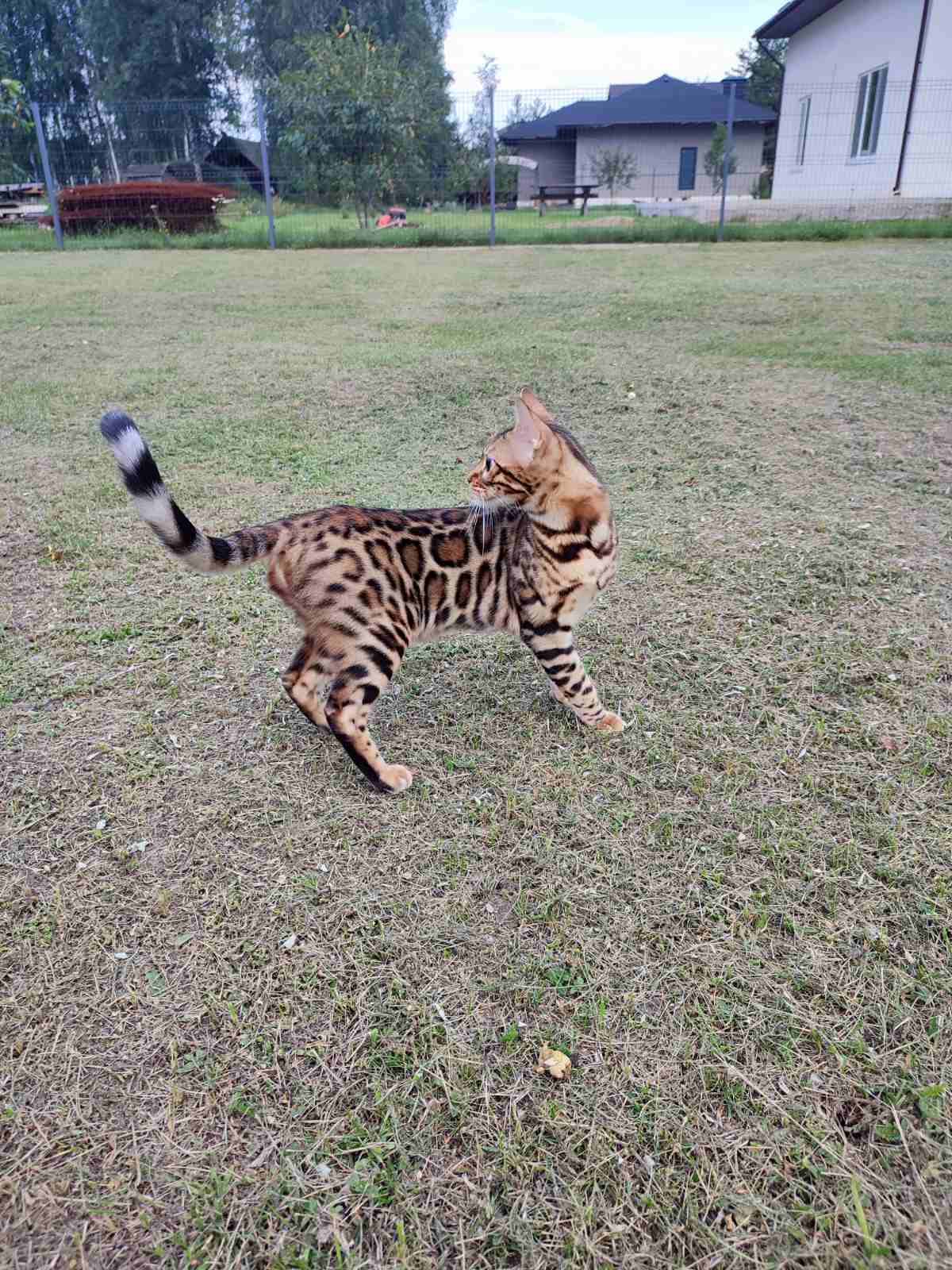 Tamiris Lumiera seta