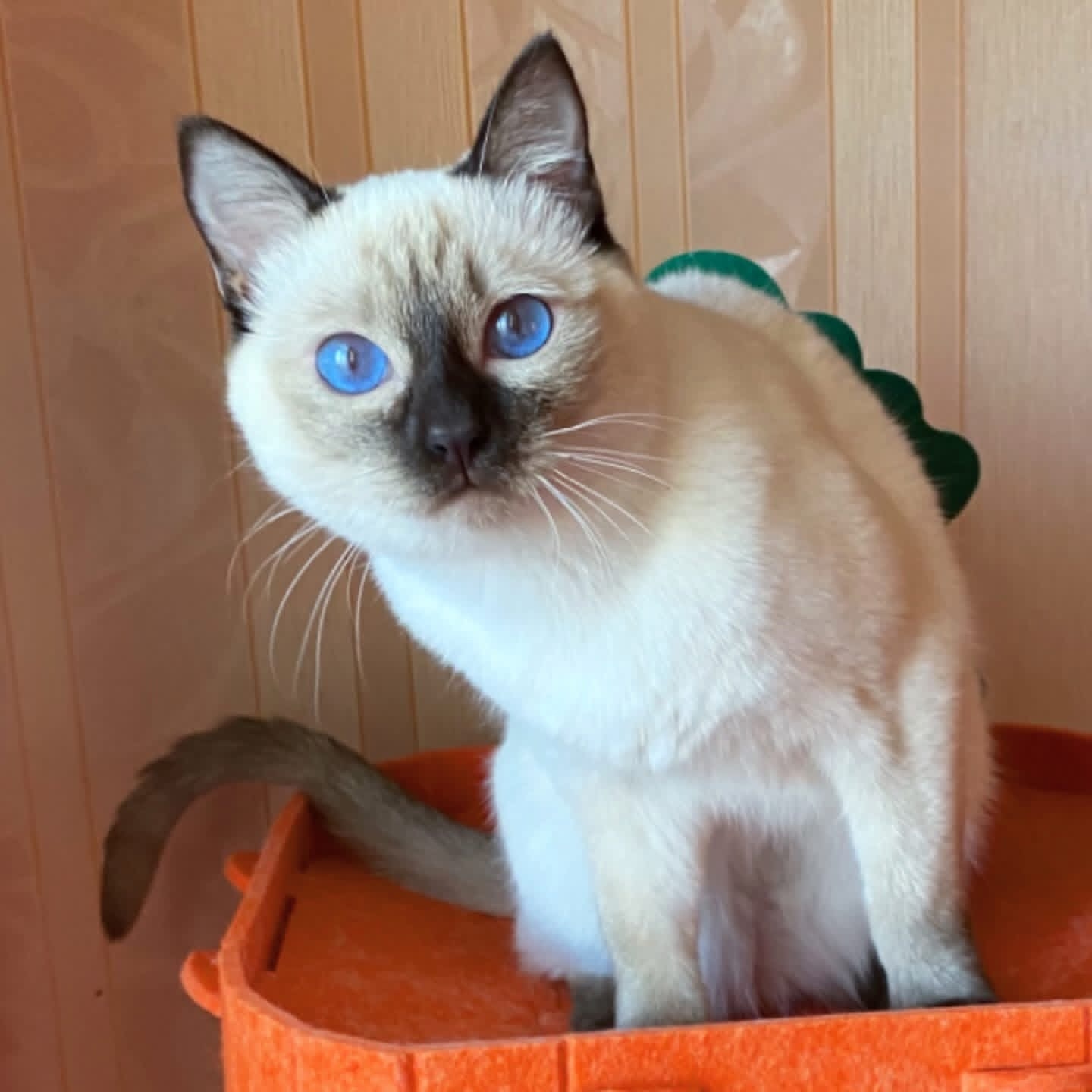 ICh Theia Wonderful Elite