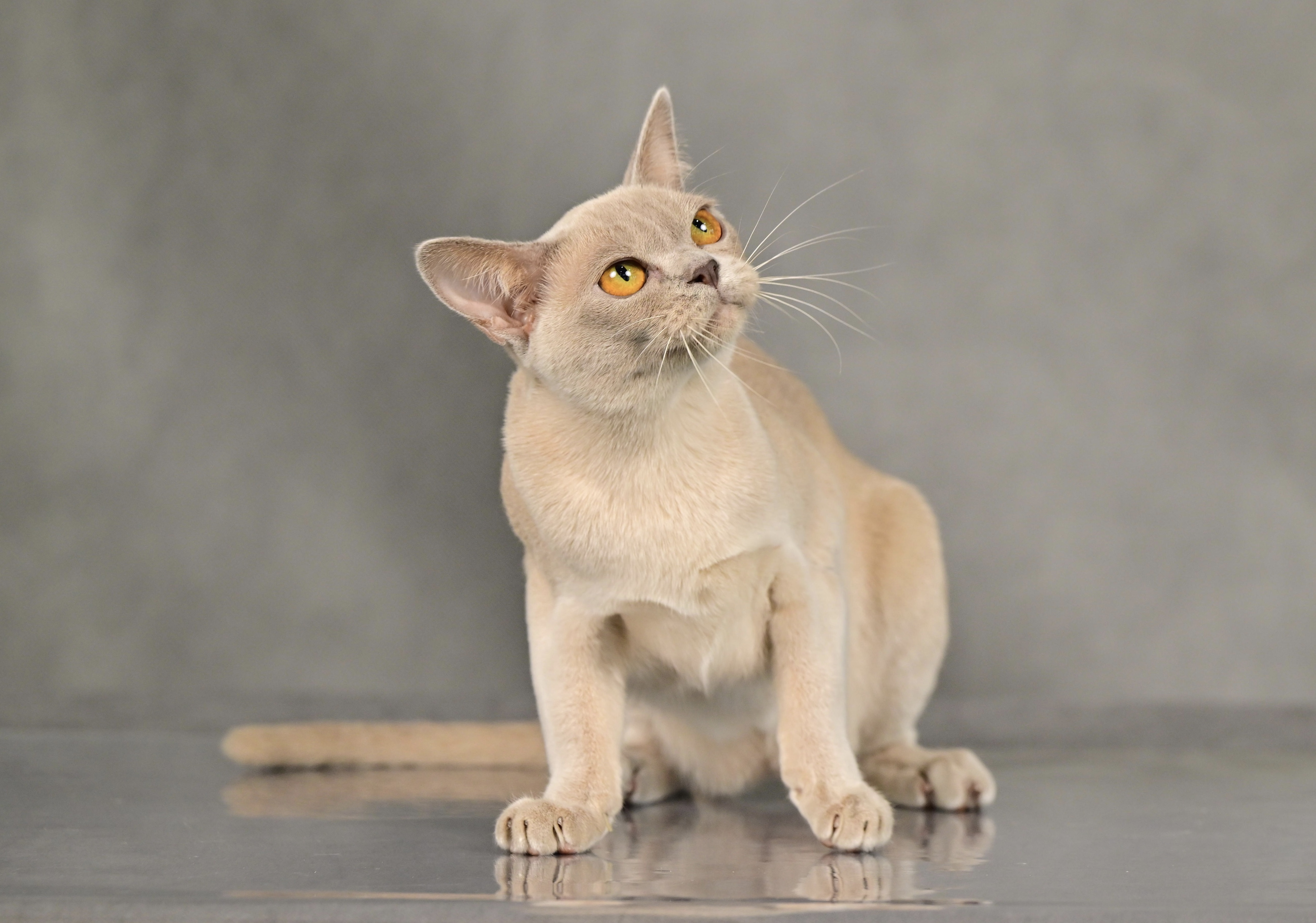 JCH. Tefiti Silk Eclipse