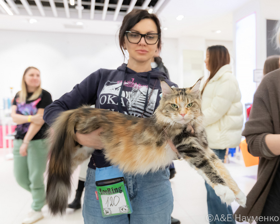 ECH. Larkistaff Yamaika