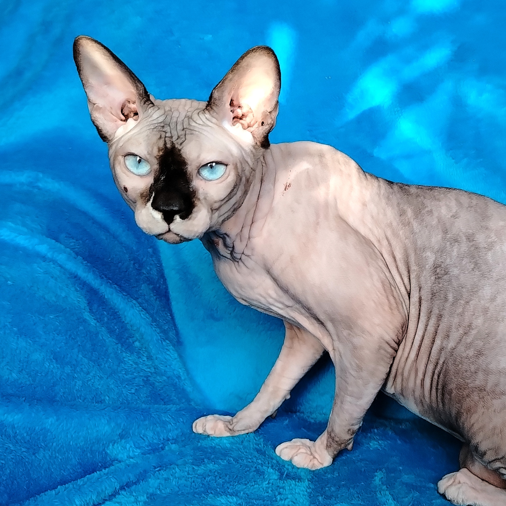 CH. Moon Kiss Yasniy