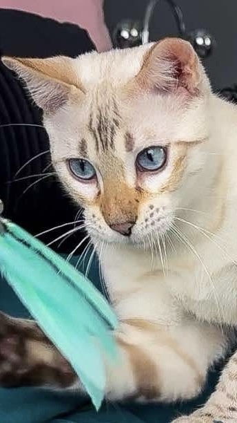 Richltmeow Xiao shual