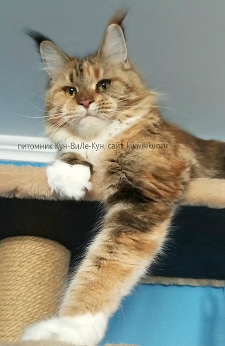 CH. Kun-ViLe-Kun Iris