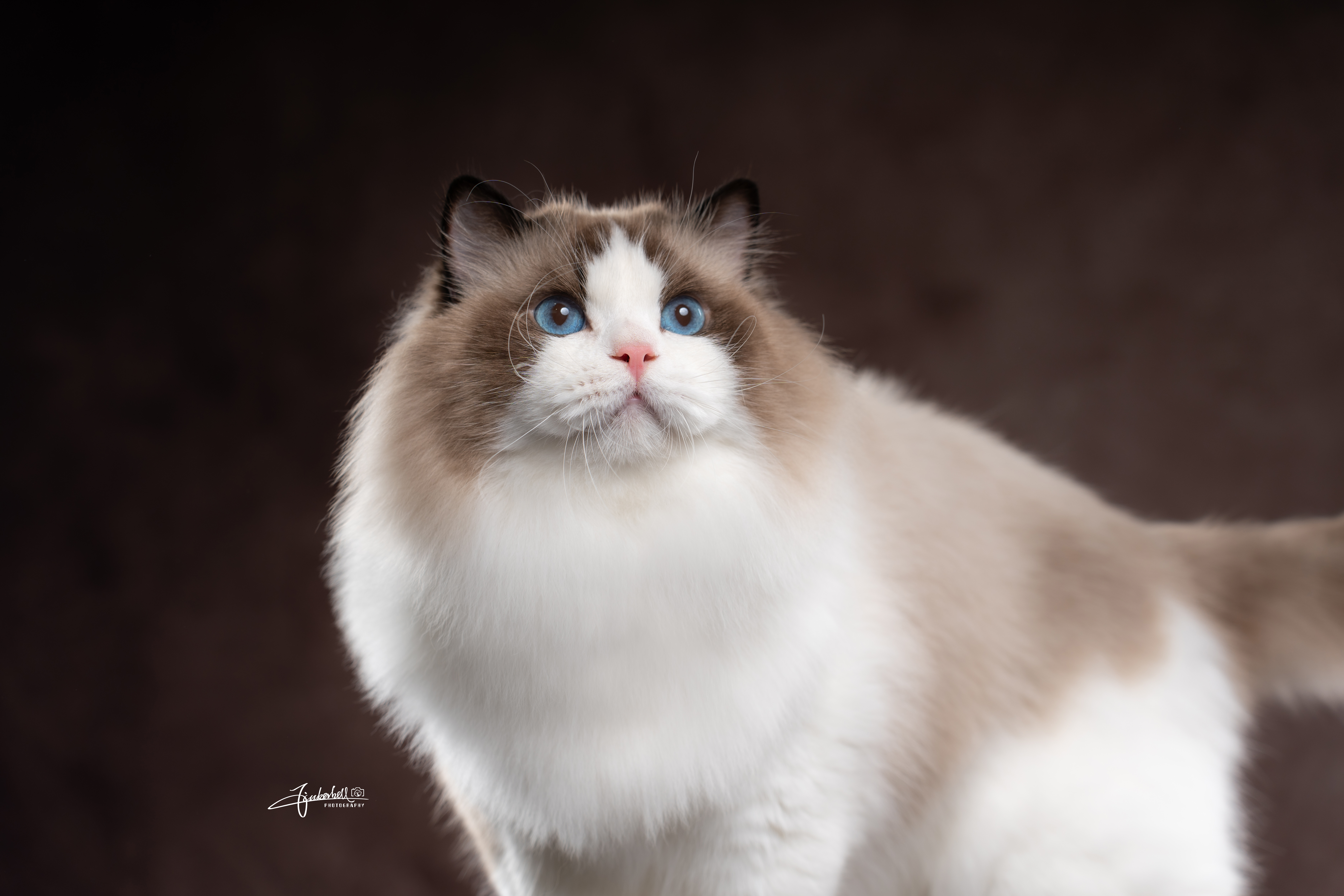 Mentor Aki of Guiyang Chongyu