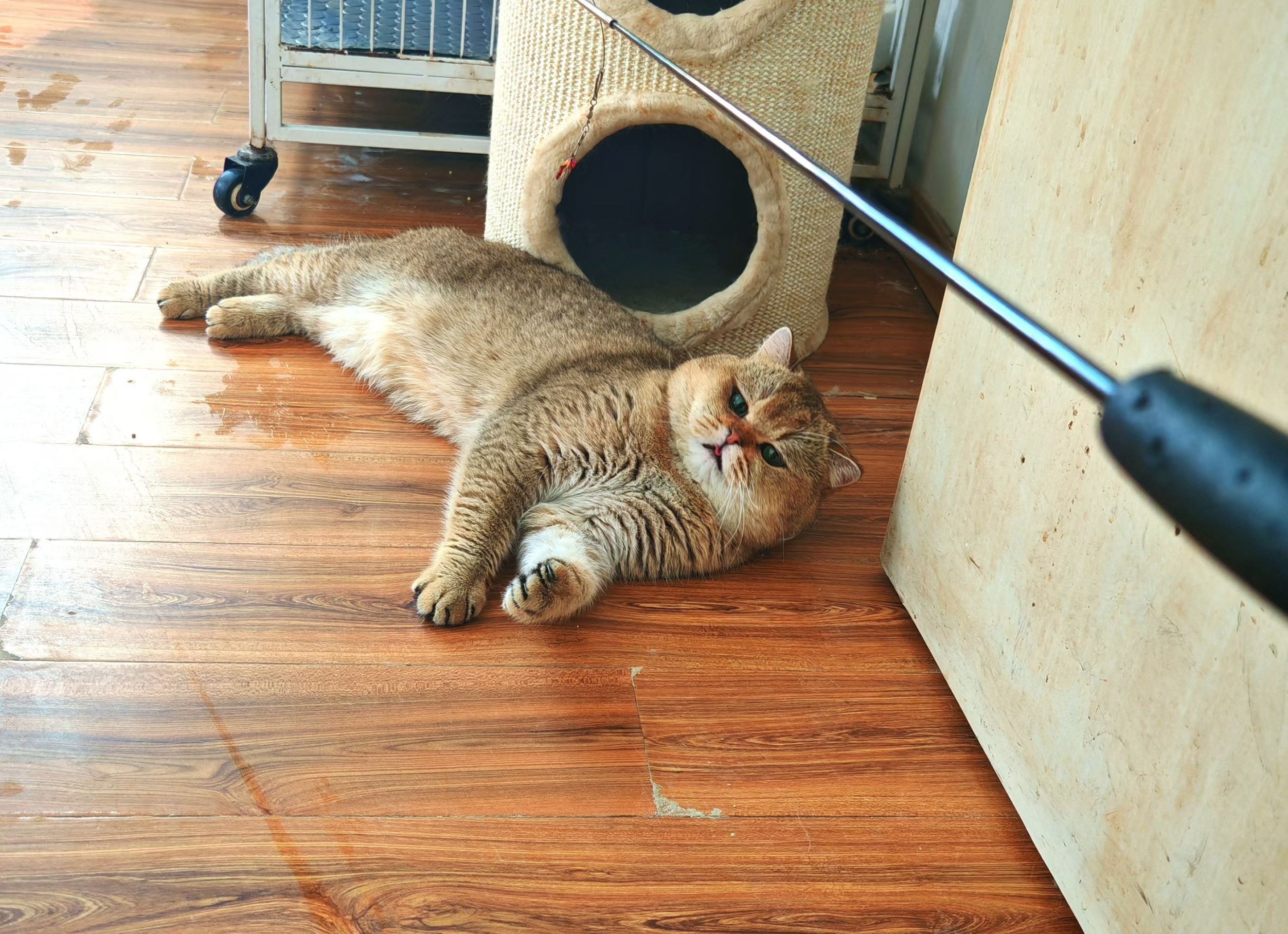 ICH. CHRIS & VIRGIL NI ZAI