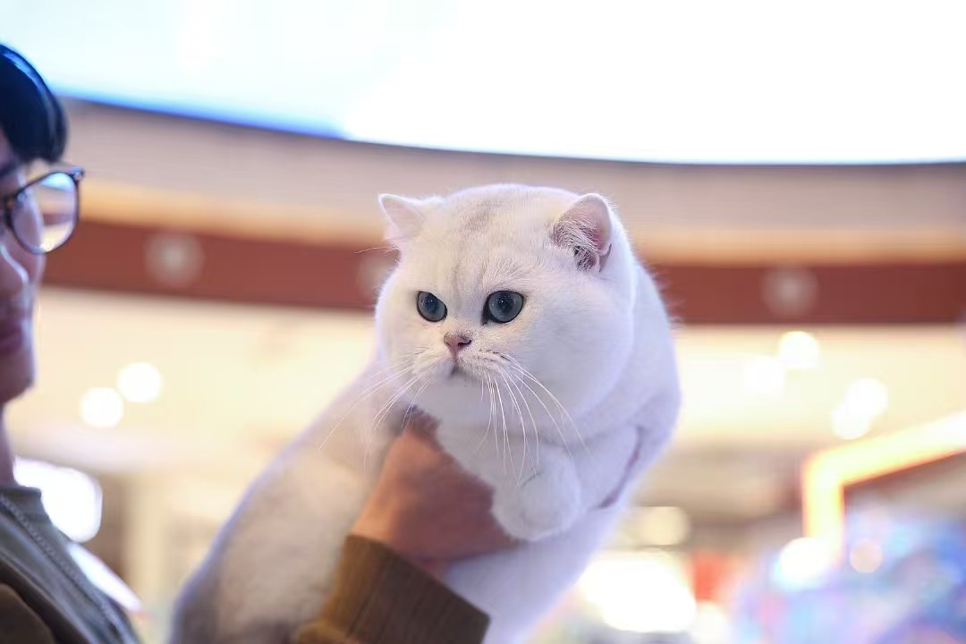 GICH. Rouge Snow InfinityAura Tekken