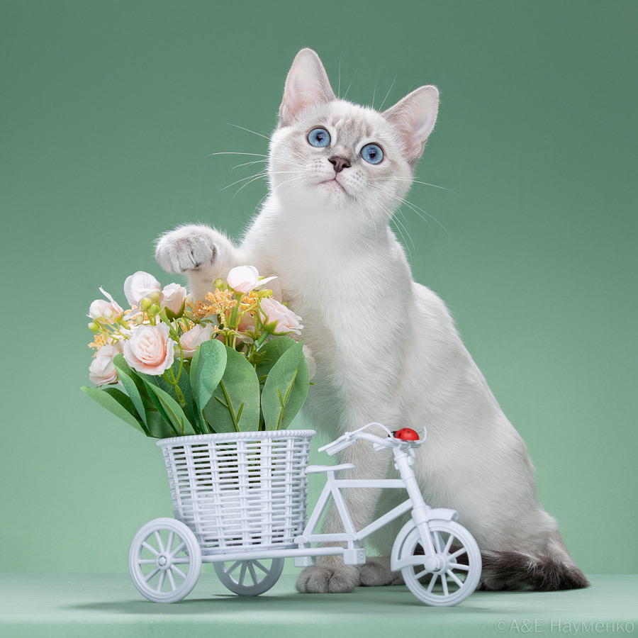 CH. OSWALD CAPOLIVERI