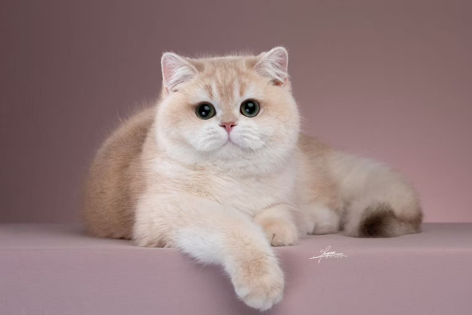 GICH. Rouge Snow Thor's Hammer