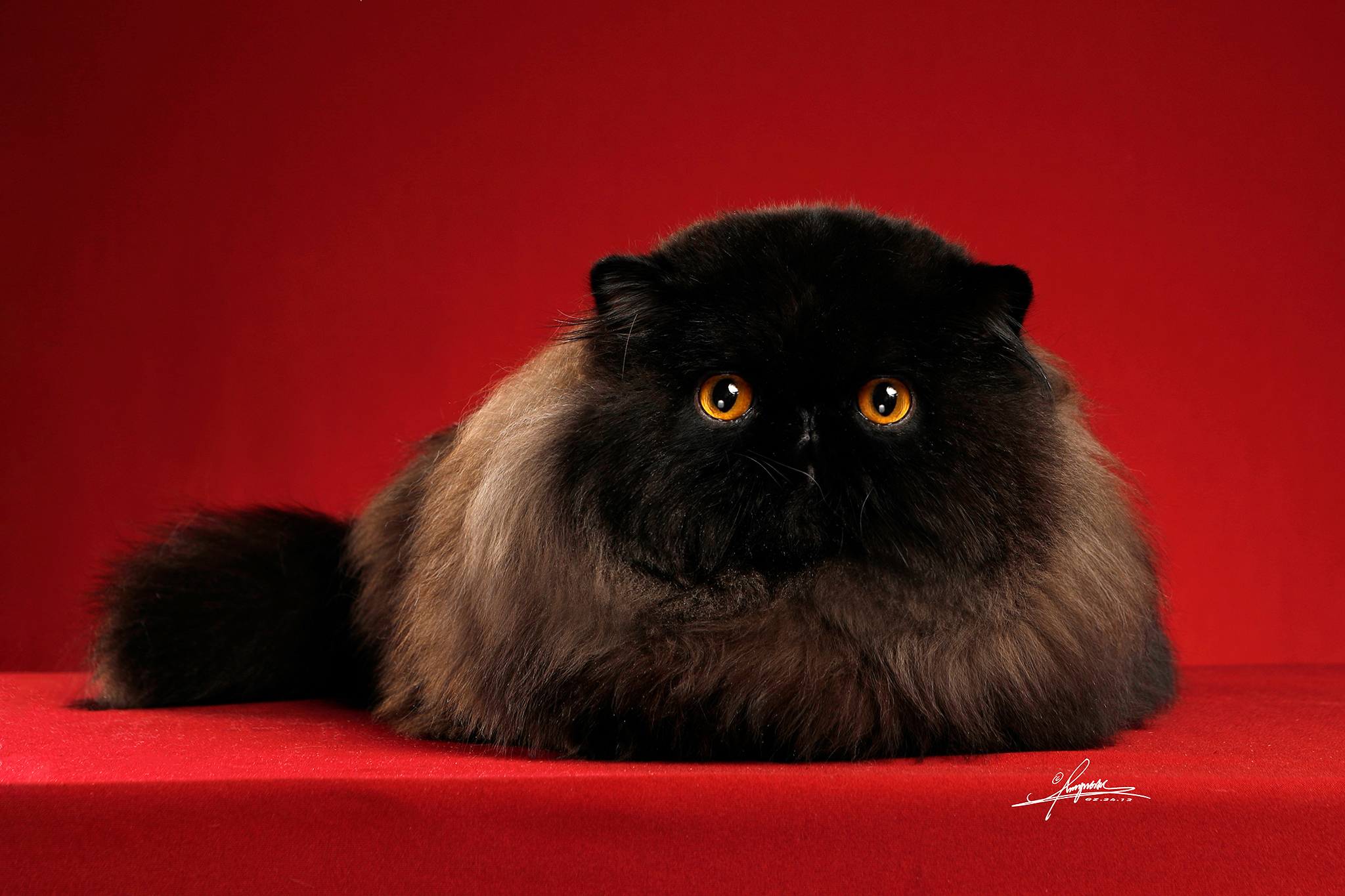 Triple Master THAIDAN MEGASONIC